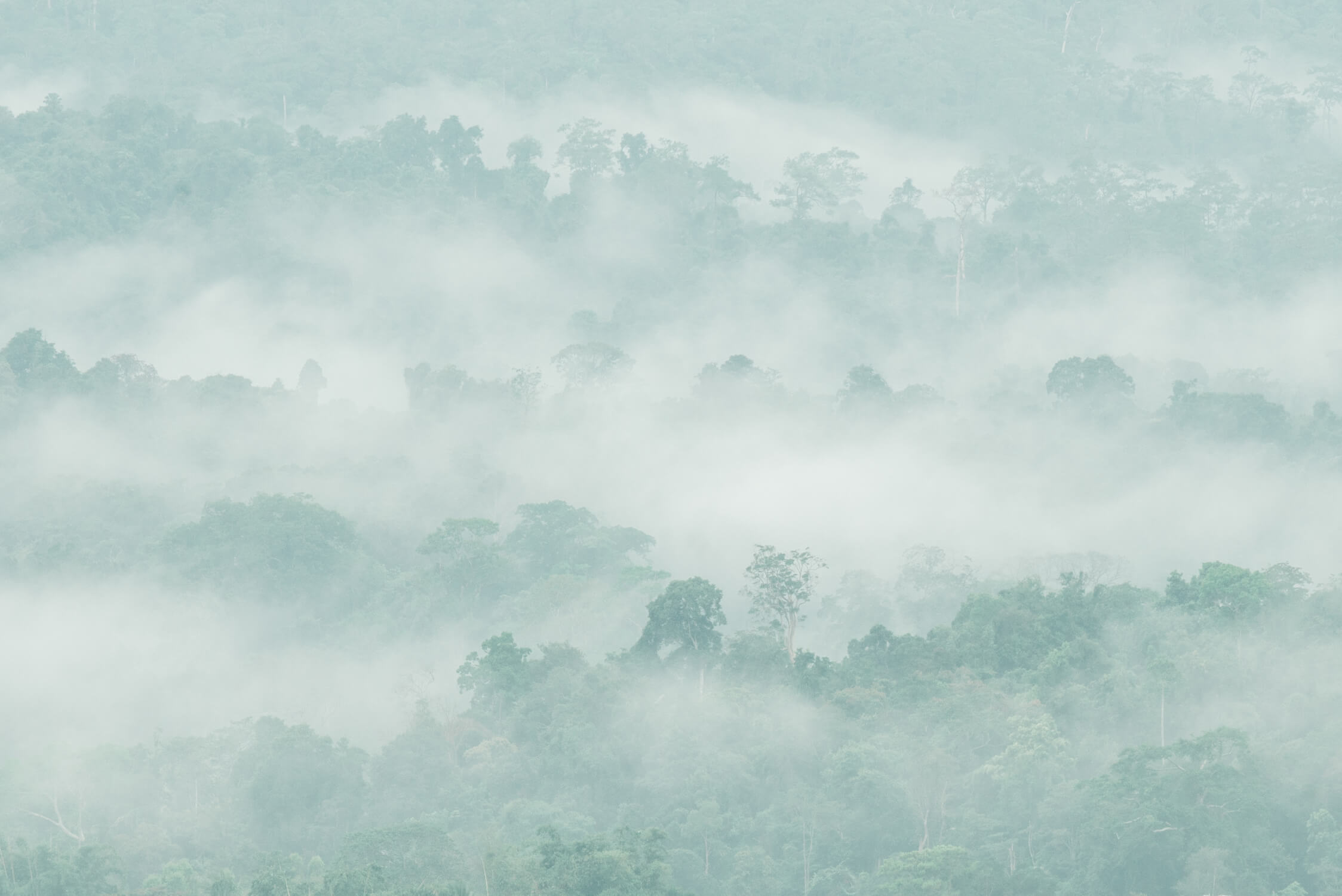 Papier Peint Aquarelle Forêt Douce