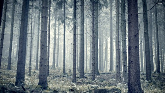 Carta da parati fotografica personalizzata boschi moderni boschi fotografia sfondo soggiorno divano camera da letto muro dipinto di pittura arte sfondo murale