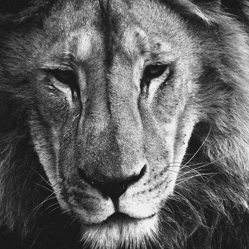 Papier Peint Noir et Blanc sur Mesure