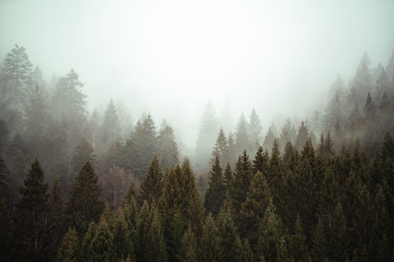 Fir Forest Wallpaper