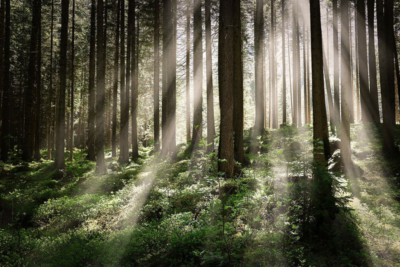 Carta da parati in tessuto non tessuto della foresta