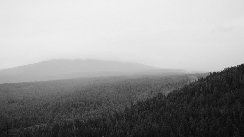 Black and White Forest Wallpaper