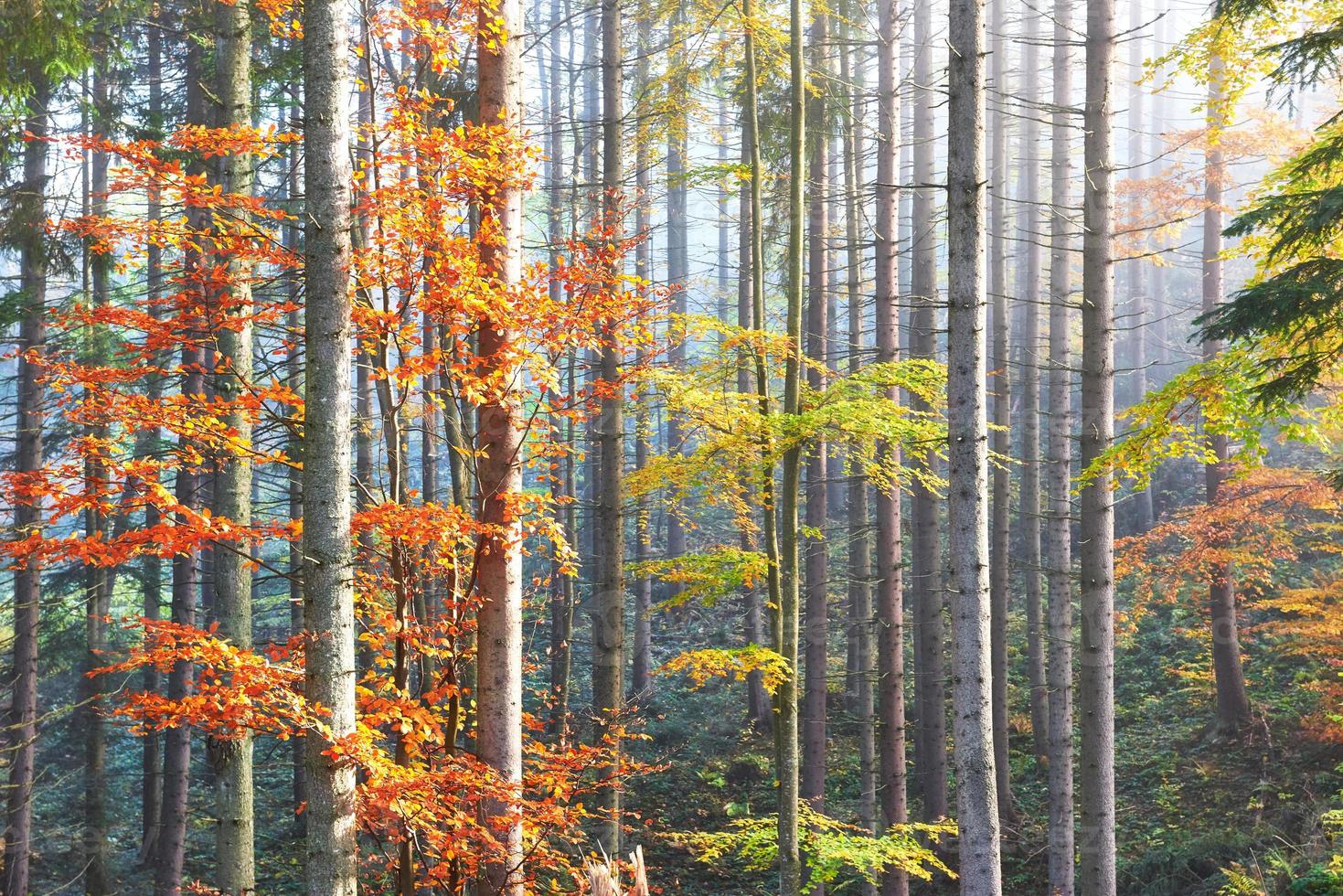 Carta da parati della foresta 3d