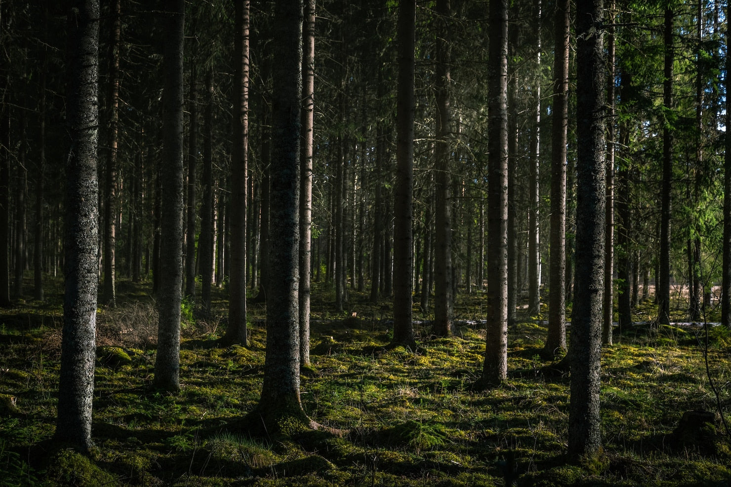 Sfondo della foresta