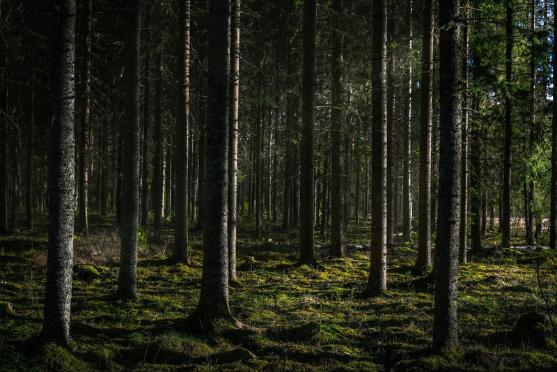 Carta da parati della foresta