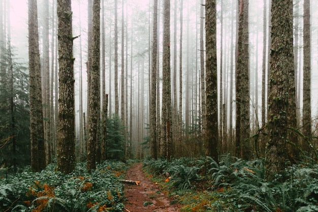 Sala da parati della foresta