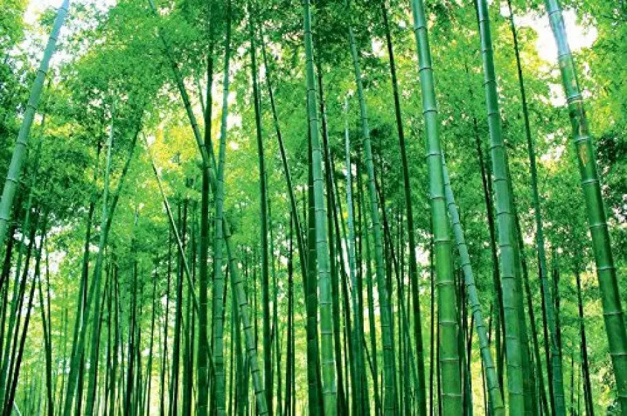 Sfondo della foresta di bambù