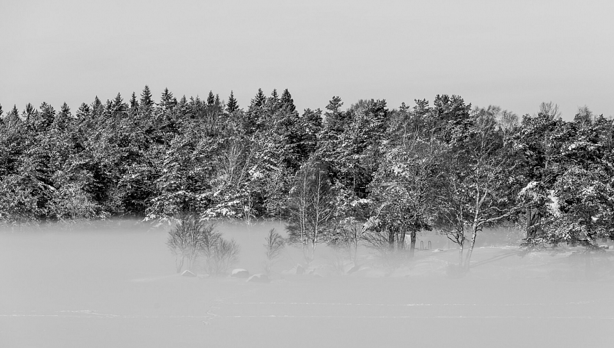 Foresta di carta da parati panoramica in bianco e nero